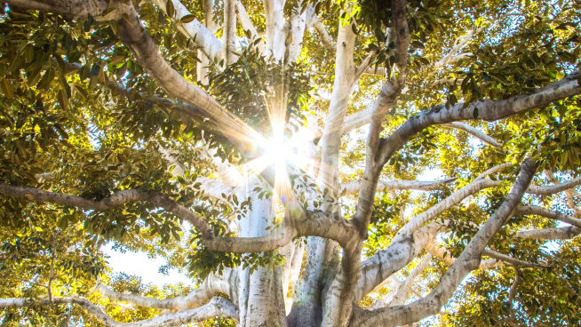 BIOTONUS - ENERGY RESTORE